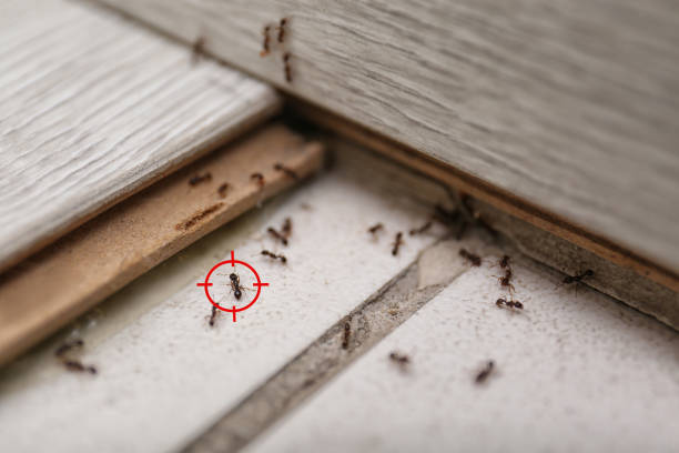 Insect Control in Iota, LA