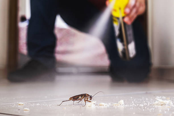 Best Affordable Pest Control Services  in Iota, LA
